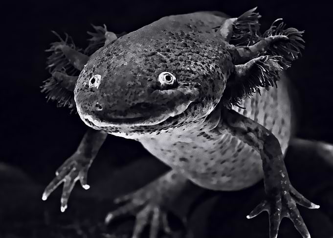 SALAMANDER