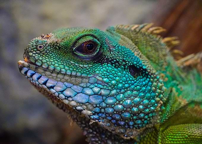 lizard face to face