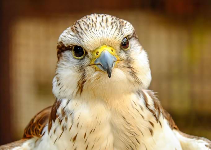 Gyrfalcon