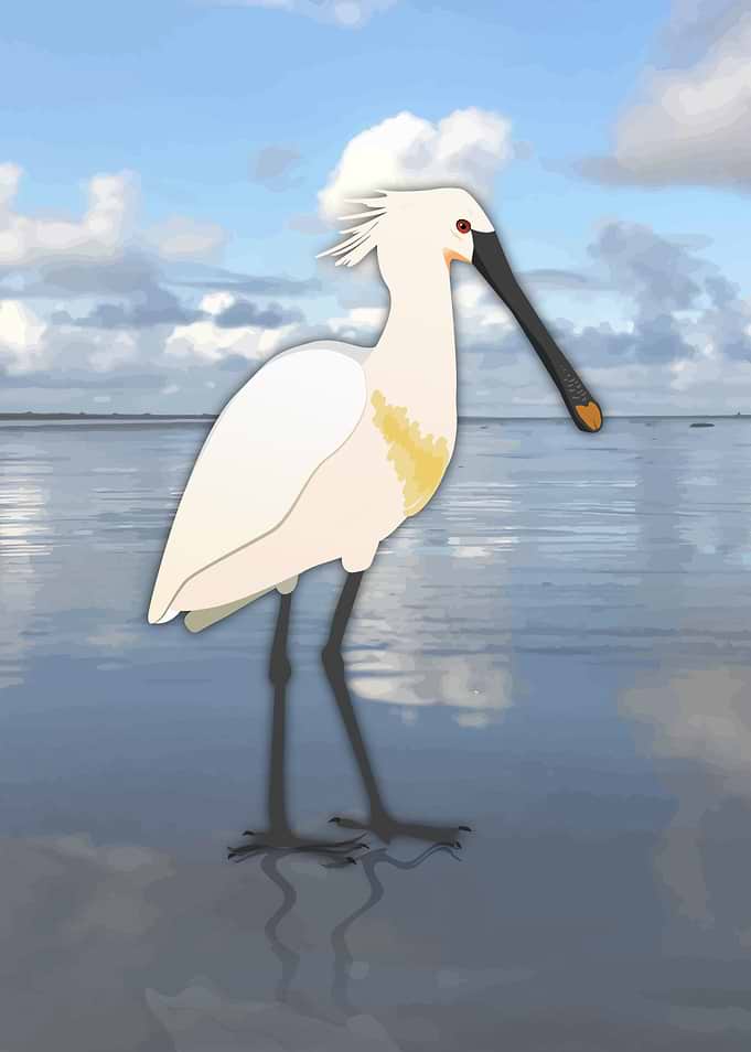 Spoonbill in the water