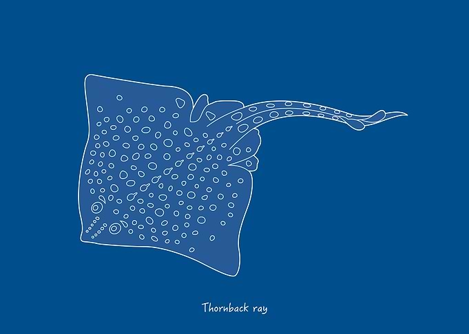 Sea Fish