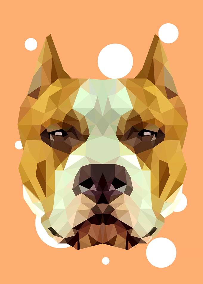 Pit bull