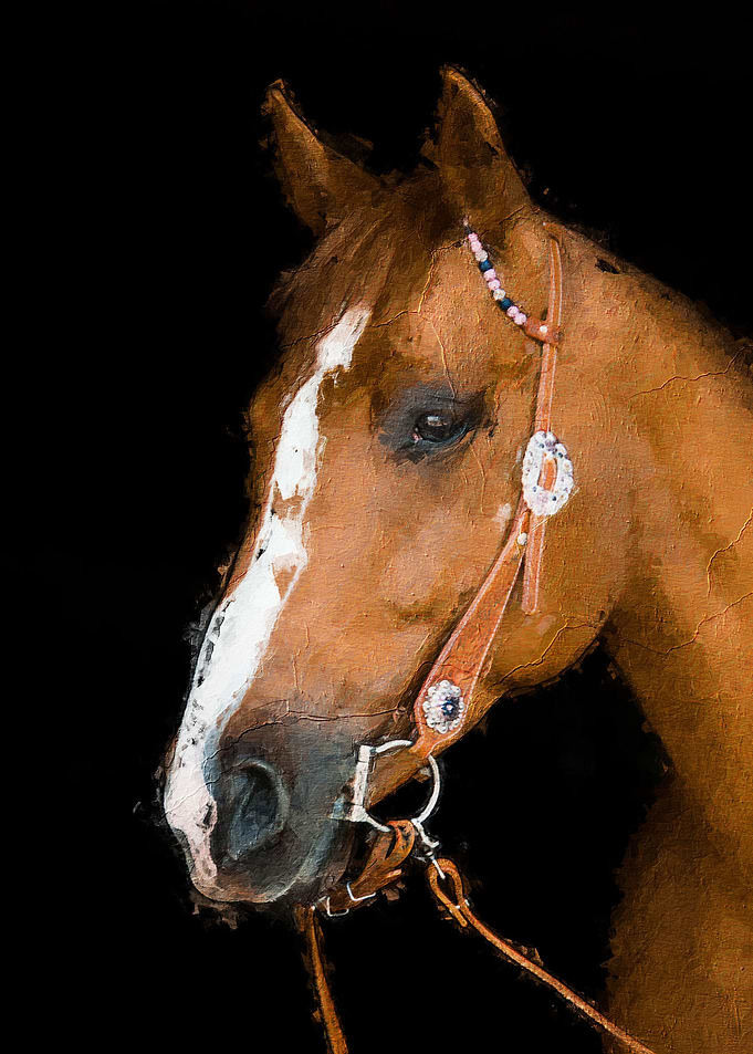 Cute horse