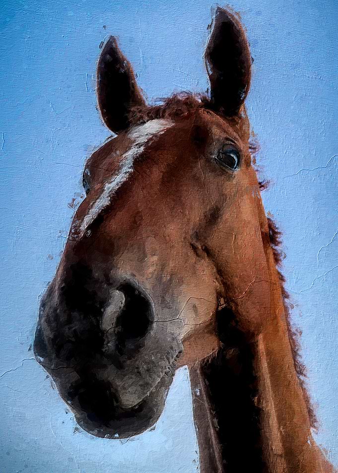 Cute horse