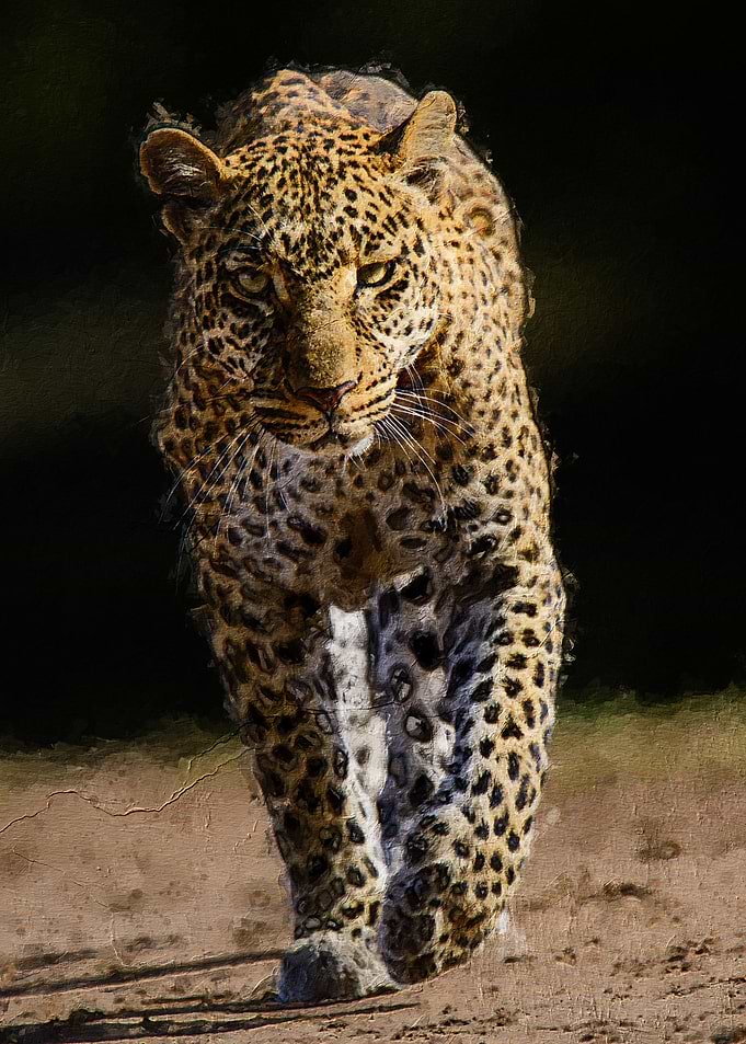 Leopard