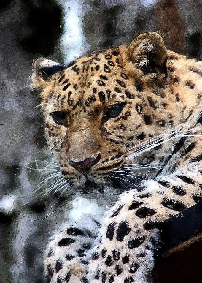 Cheetah
