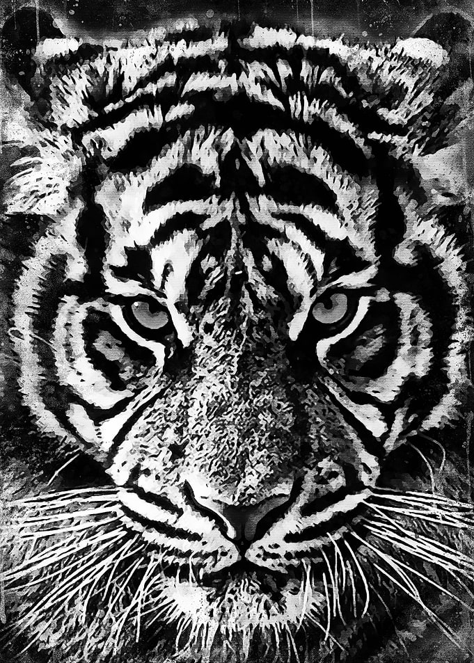 Black Tiger New