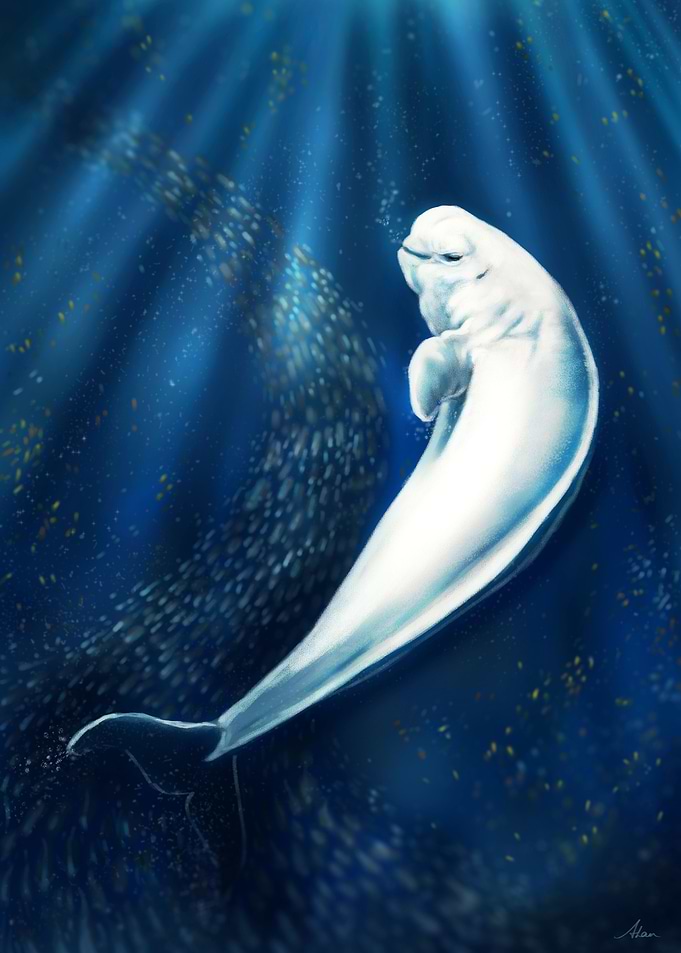 Beluga Whale