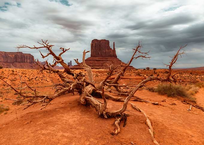 Dead tree Monument Valley