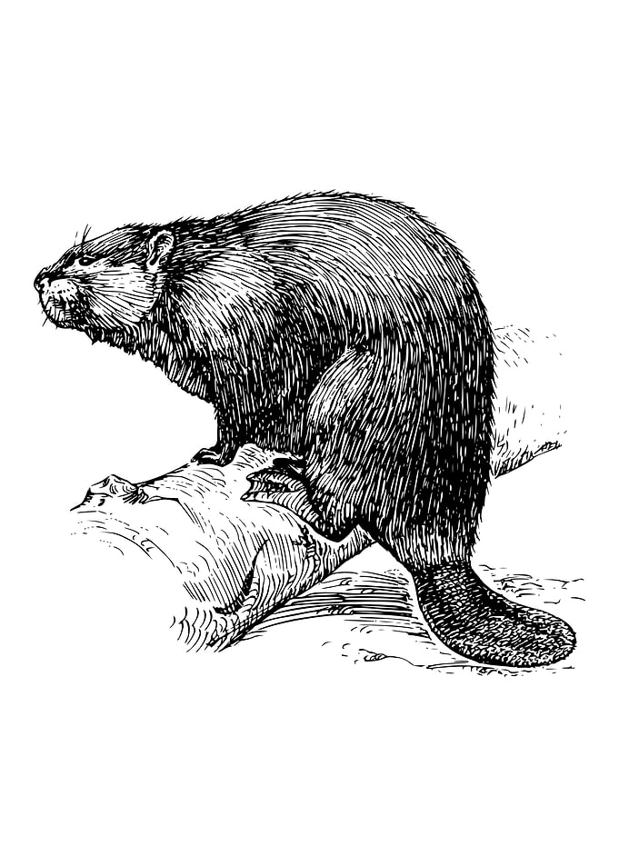 Beaver
