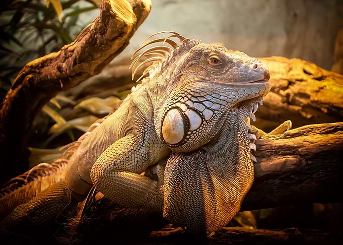 Lizard