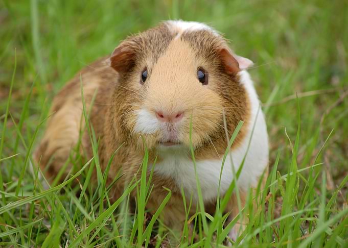 Hamster