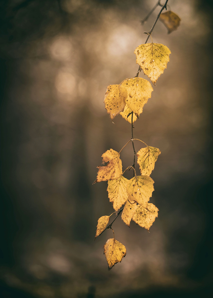 Yellow leaves, tree,forest