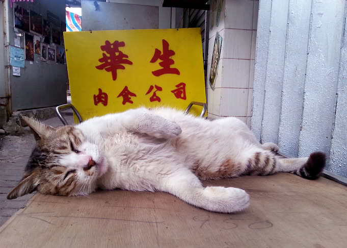 Street Cat in Flea Market