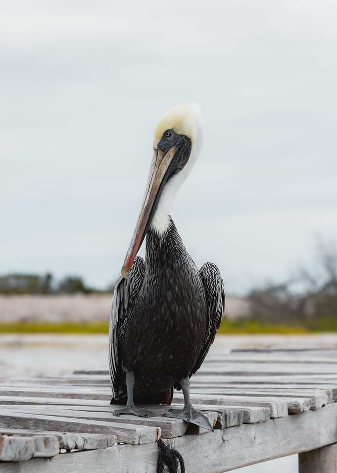 Brown Pelican
