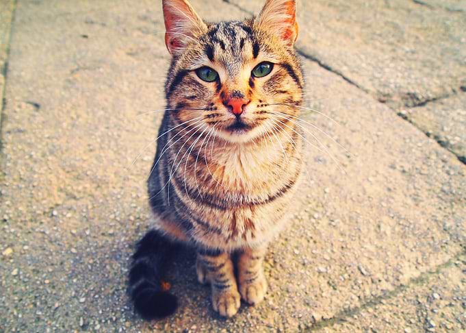 Wild Cat in Turkey