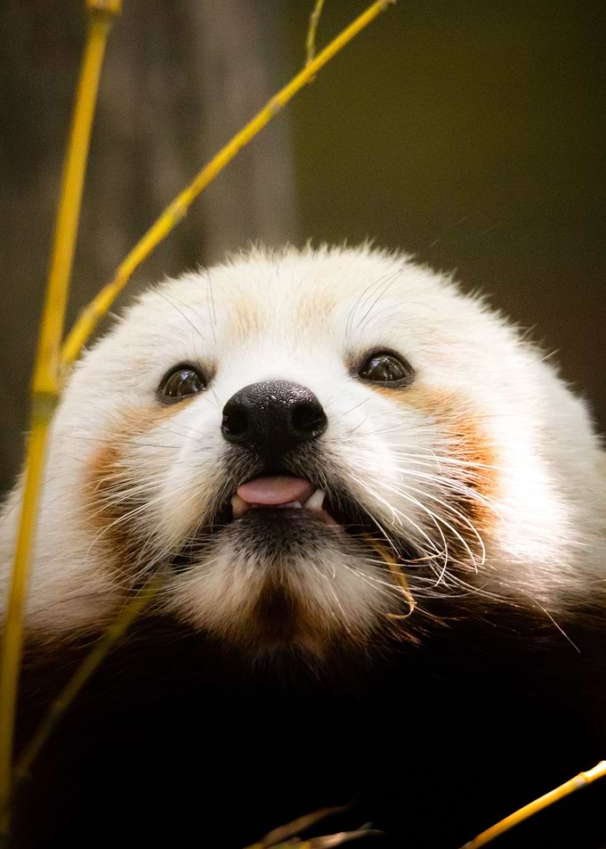 Cute panda
