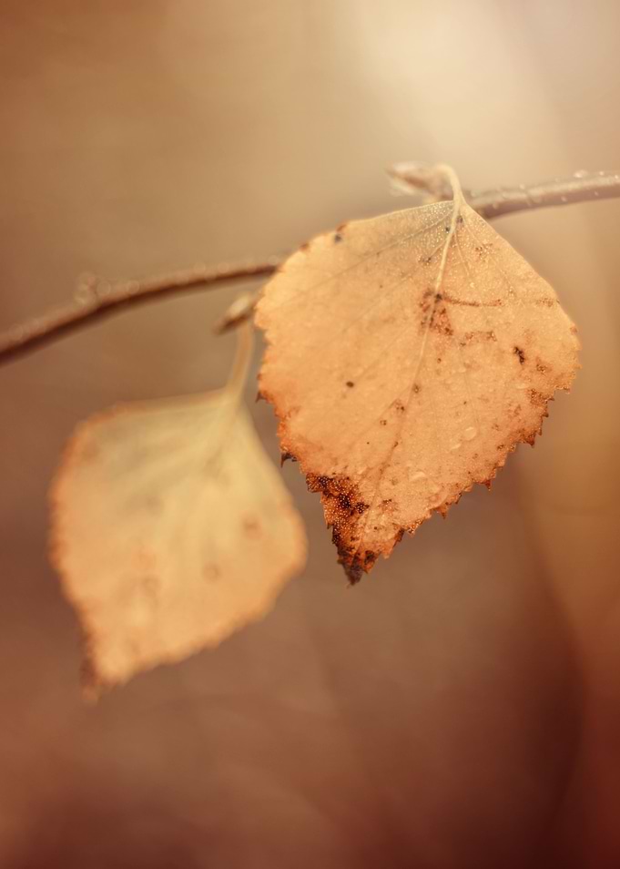 Yellow leaves, tree,forest