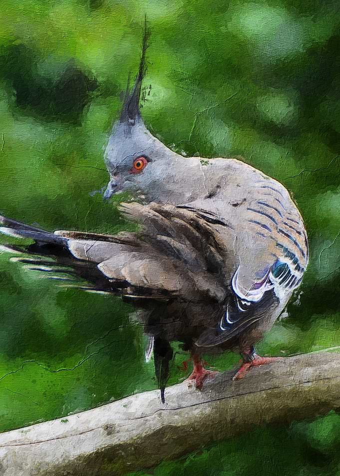 Pigeon