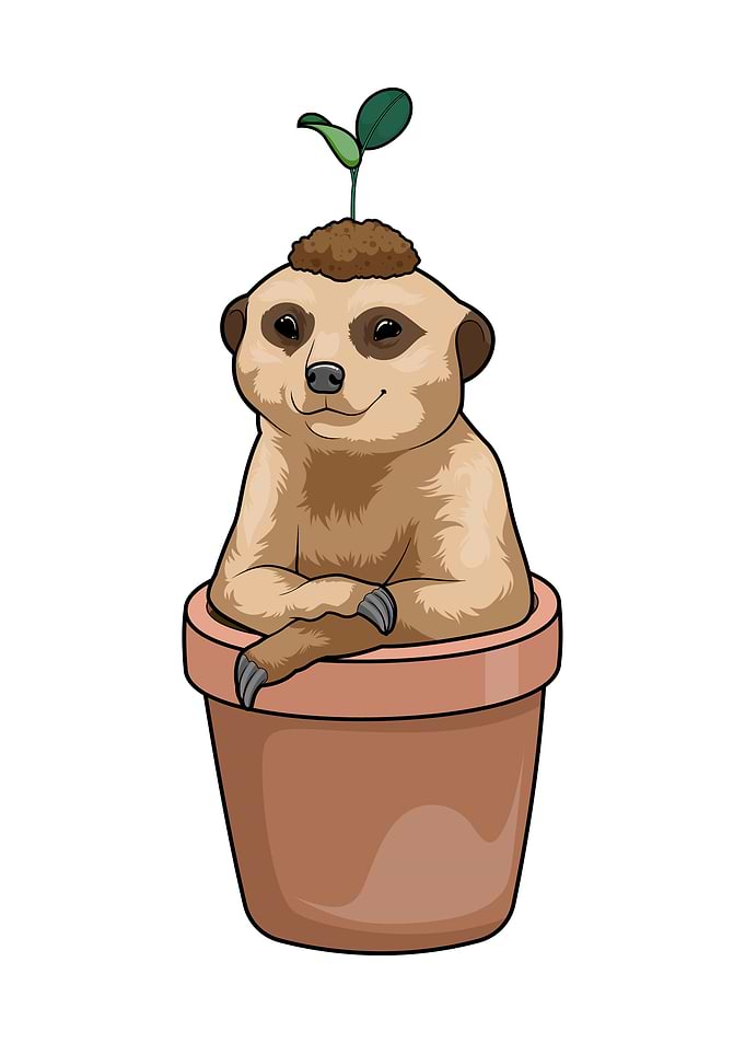 Meerkat Flower pot Plant