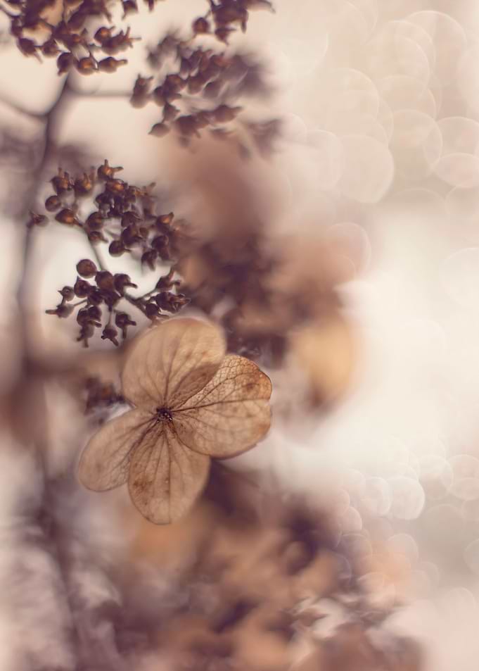 Dried hydrangea decoration