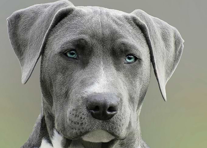 Gray Pitbull