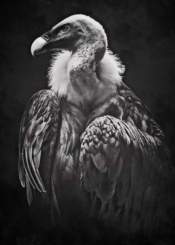 Black Vulture