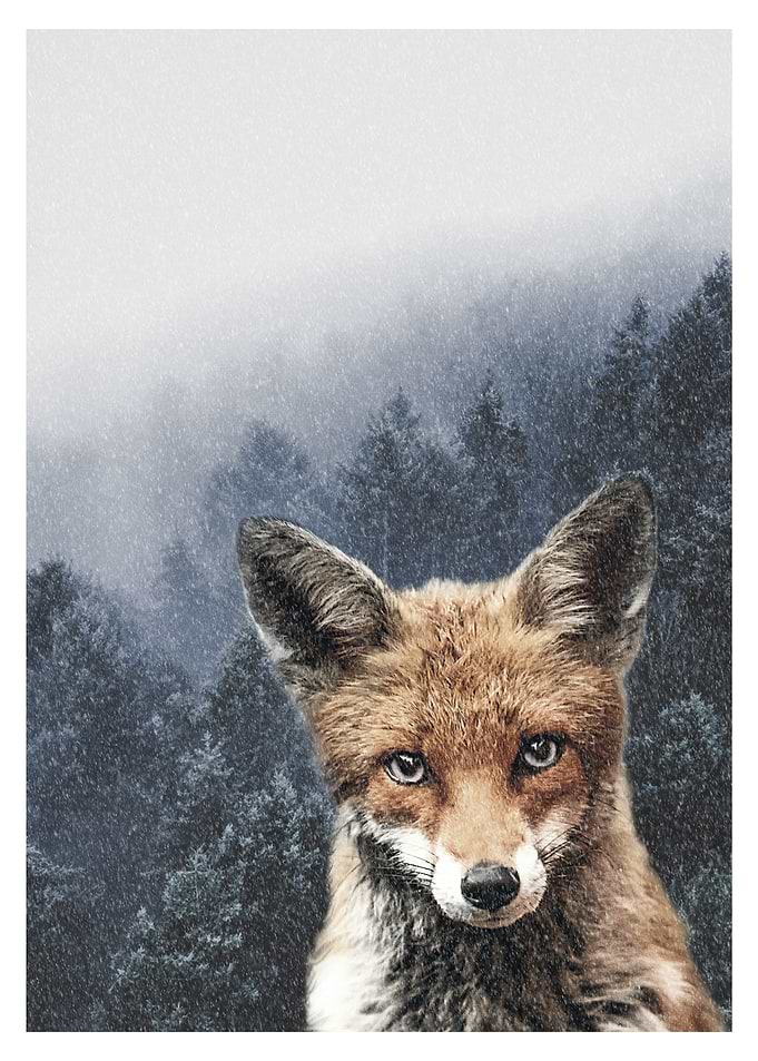 Winter fox