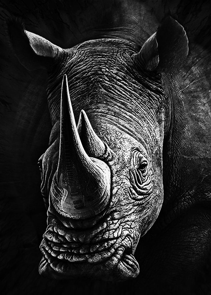 Black Rhinoceros