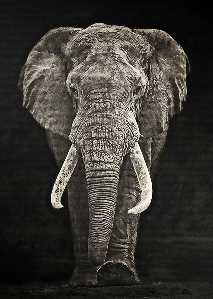 Black Elephant