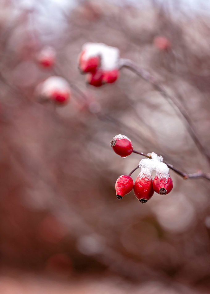 Winter Red Rosehips,forest