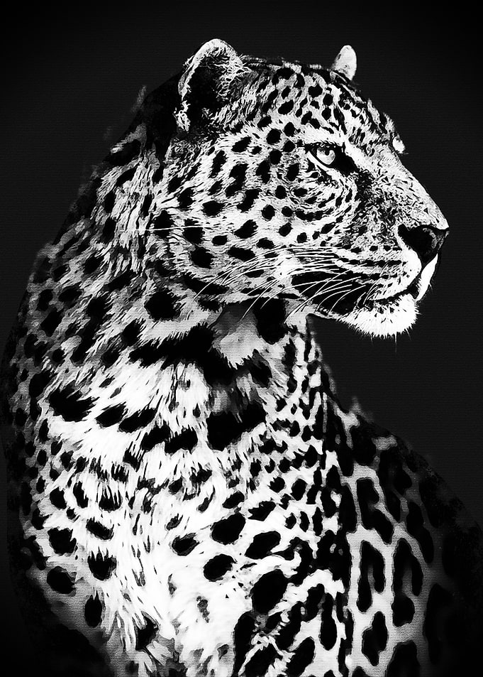 Black Tiger