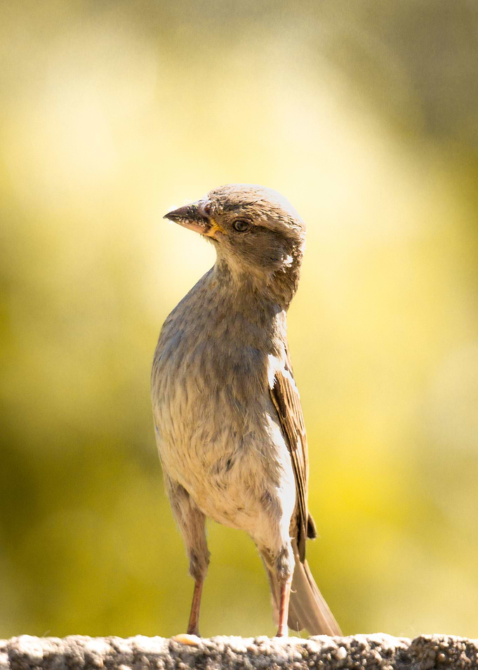 Bird yellow bokeh