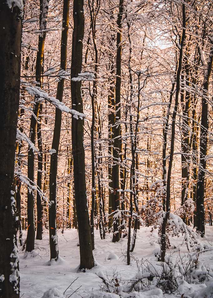 snowy golden hour