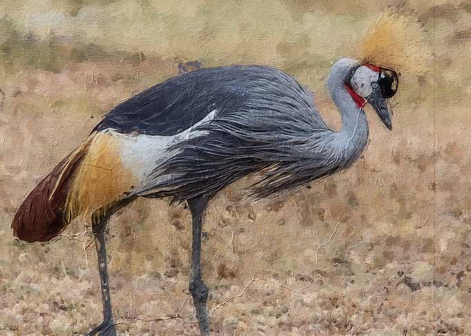 Grey crowned