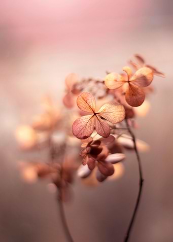 Autumn impression