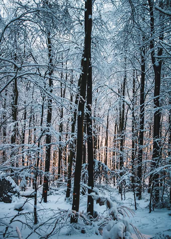 snowy trees in cold winter