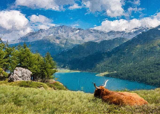 Highland cow