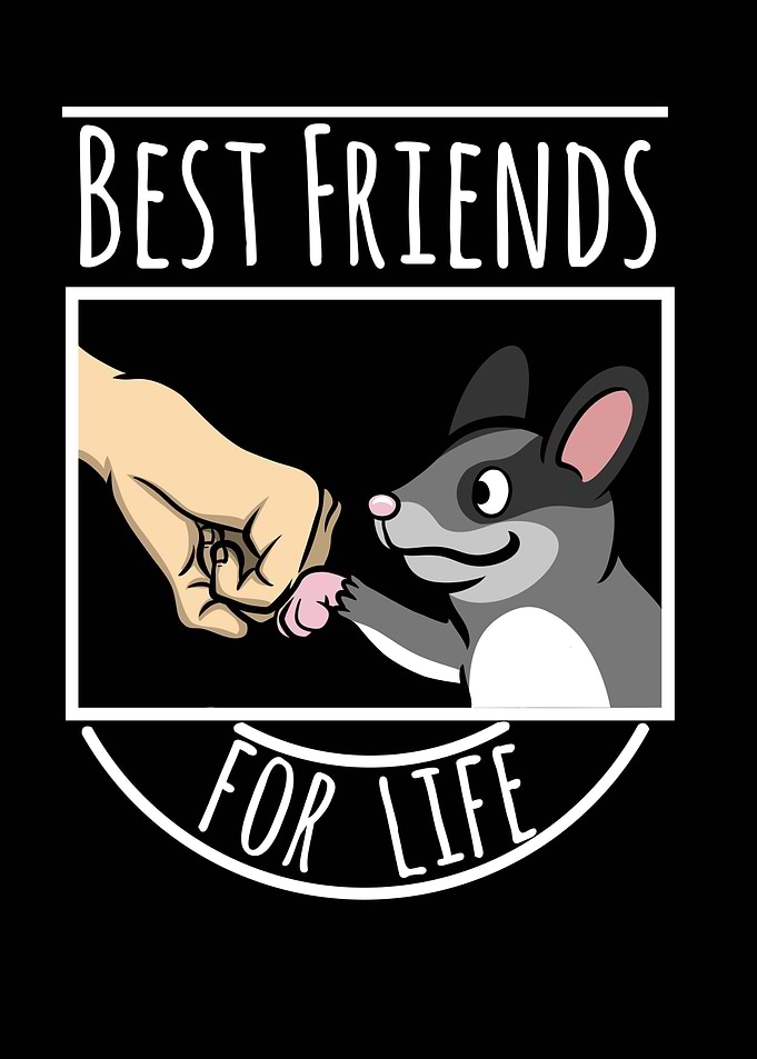Sugar Glider Best Friends