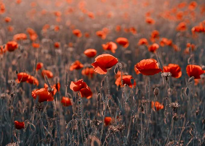 Red poppy flowers, macro