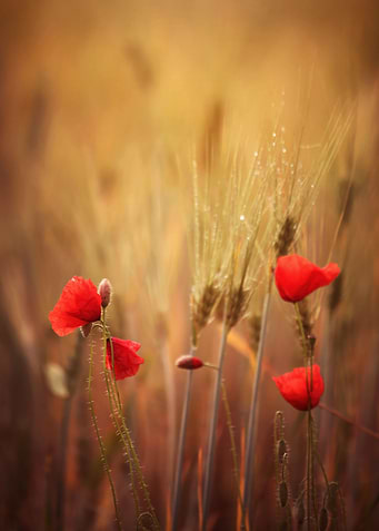 Poppy