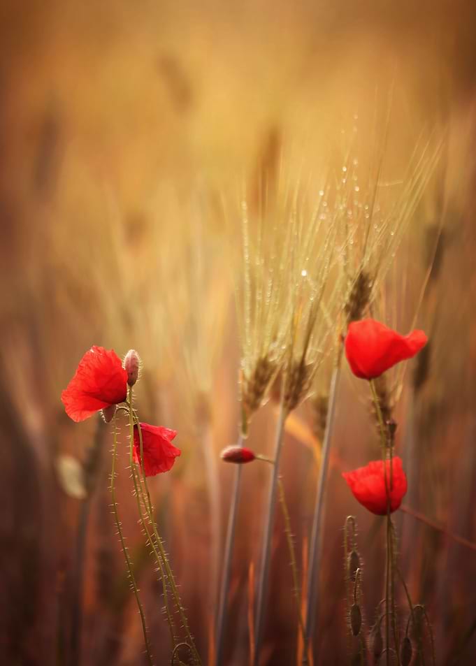 Poppy