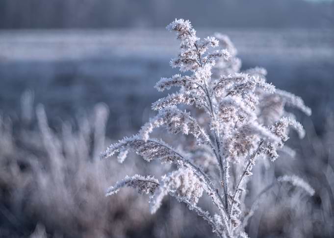 Frozen meadow, winter day