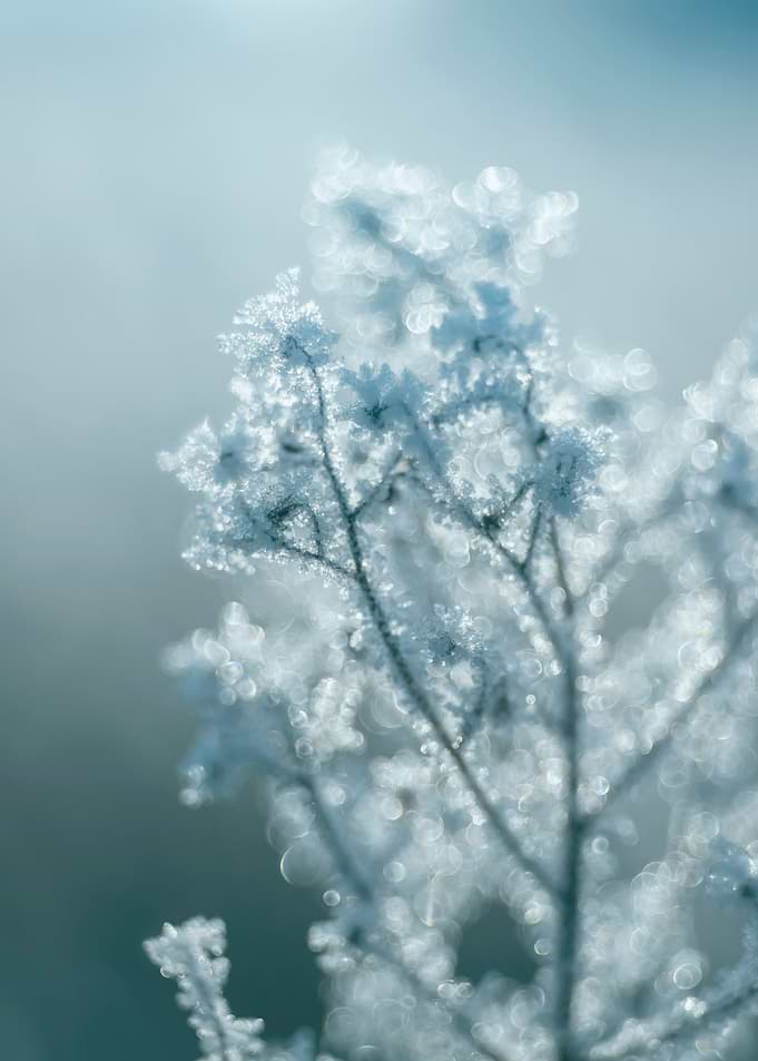 Frozen meadow, winter day