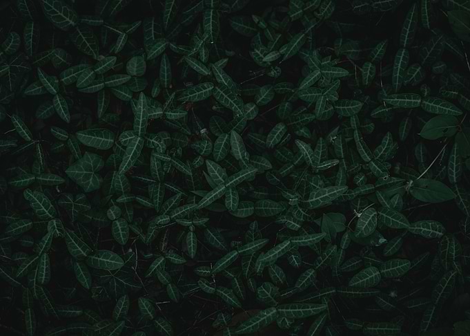 Green leaves