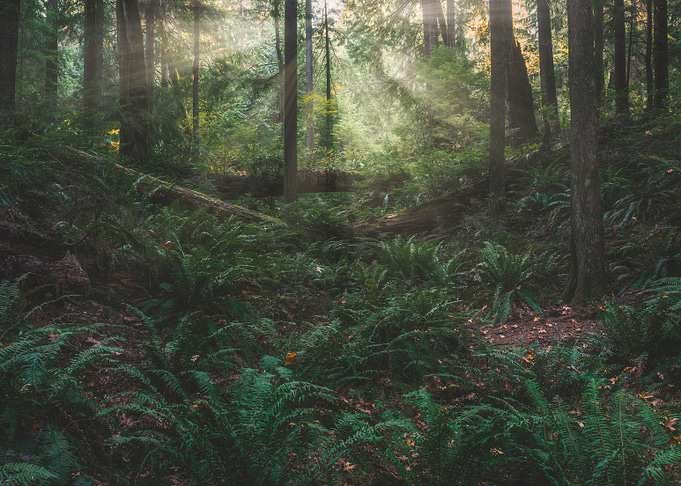 Among the ferns