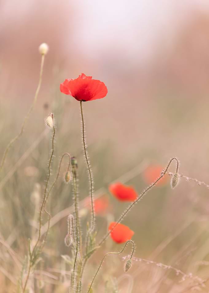 Red poppy flowers, macro