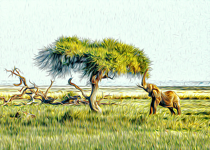 Elephant