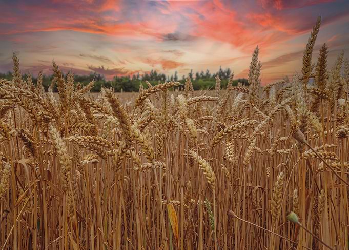Field