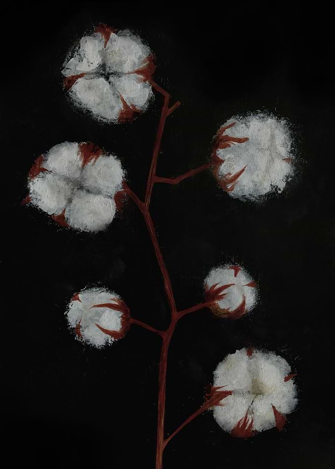 Bavovna